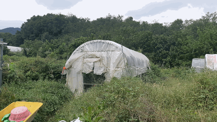 본건 번호 (11) 토지 지상 번호 (ㅁ) 비닐하우스 전경