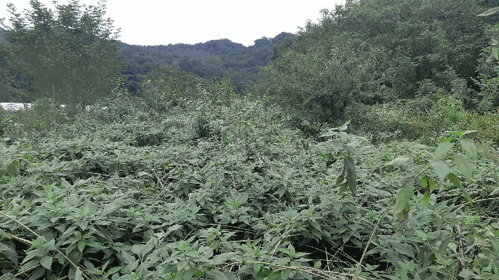 본건 번호 (8) 토지 전경2