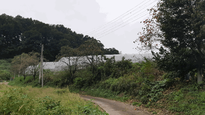 본건 번호 (6) 토지 지상 감나무 전경
