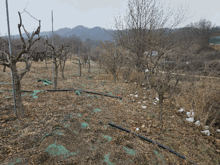 기호1 제시외 과수목 전경