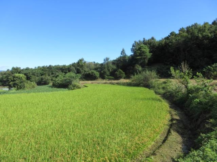 2024타경1523