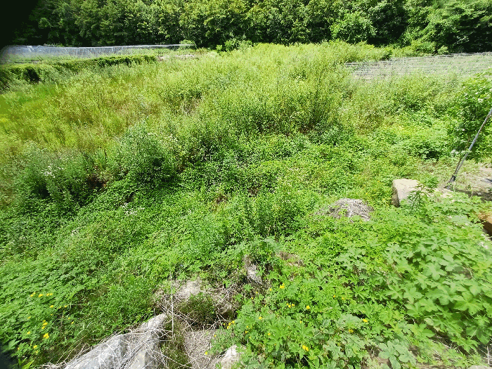 본건