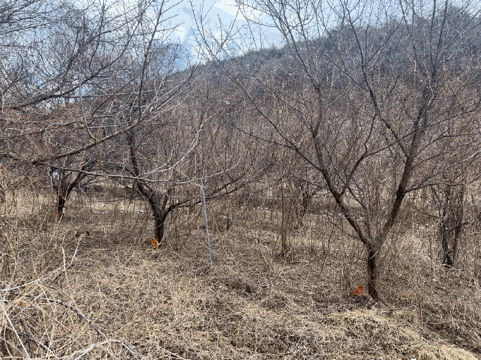 과수목 상태