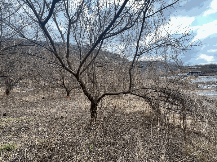 과수목 상태