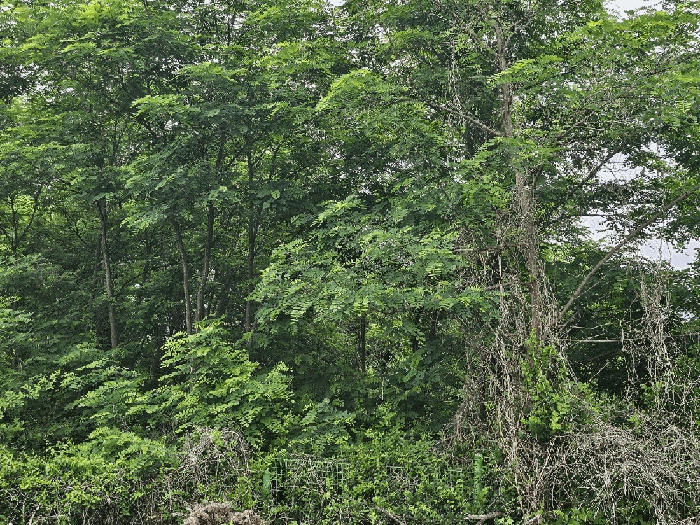 본건전경