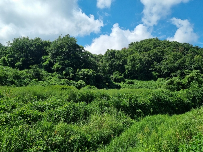 본건