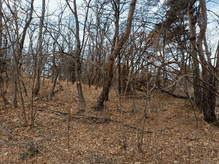 지상의 입목 상태