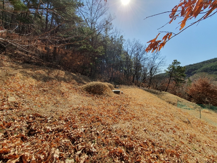 본건 토지상 분묘