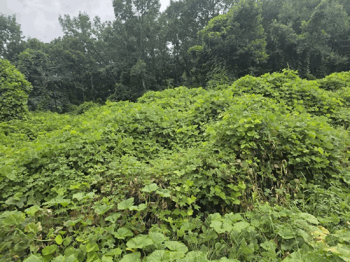 기호(4) 토지 전경