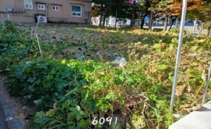 2025타경6091