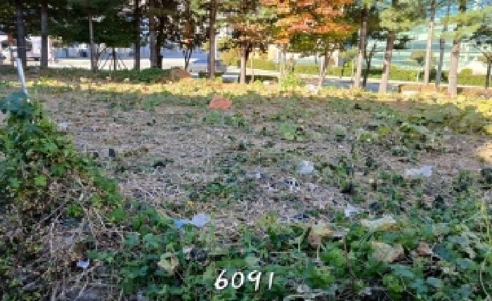 2025타경6091