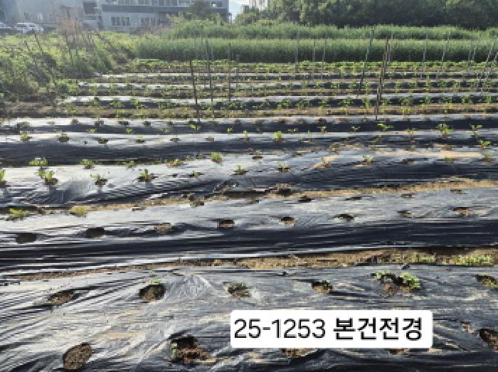 2025타경1253