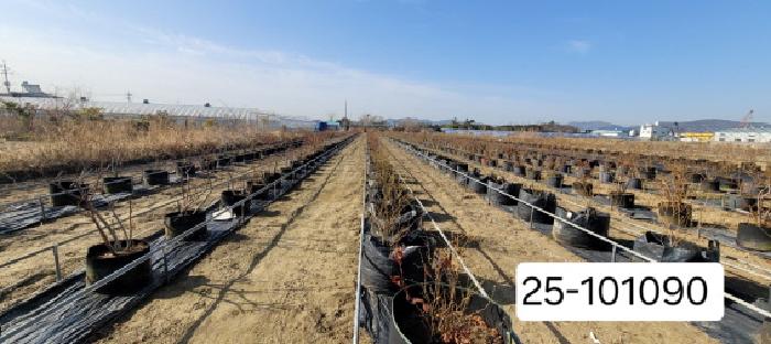 2025타경101090