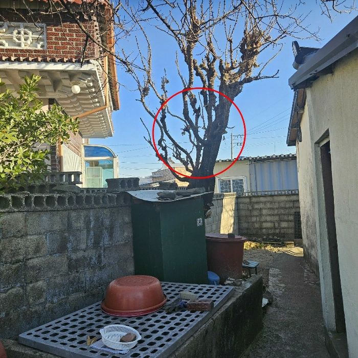 제새외수목 일부(서측에서 촬영)