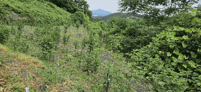 기호( 5)토지 및 제시외 수목(산딸기)