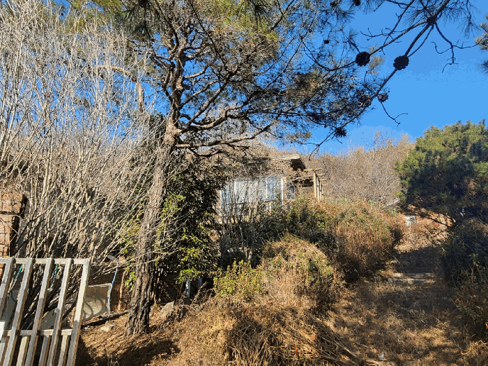 제시외수목(ㄱ)(남측에서 촬영)