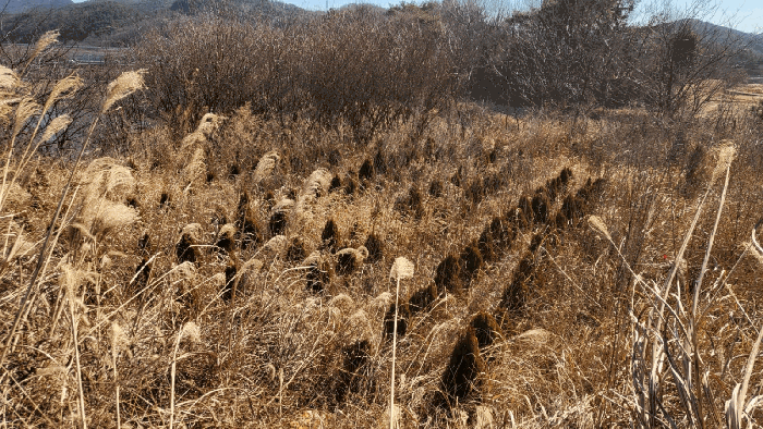 본건 6번 지상 제시외 ㅇ. 측백묘목