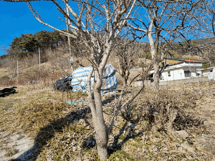 제시외수목(ㄱ)