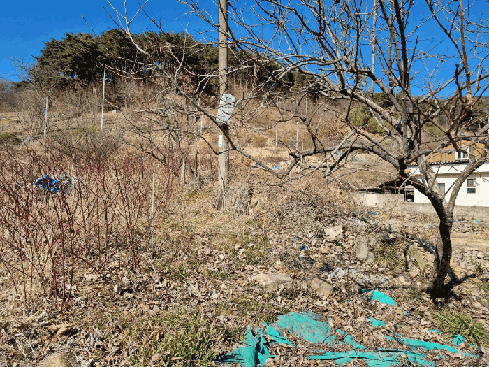 제시외수목(ㄱ) 및 전신주