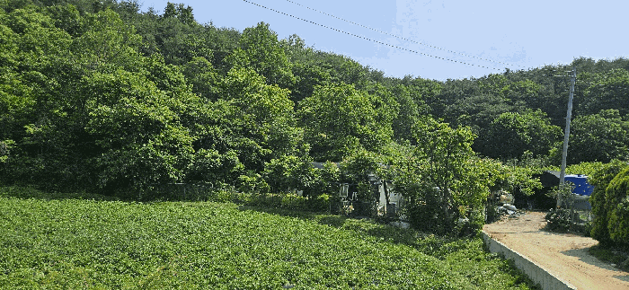 본 건 원 경