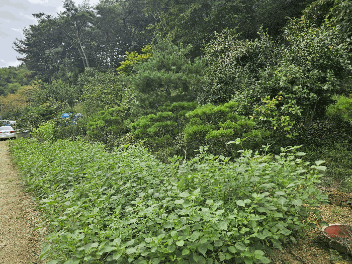 ㄱ: 제시외수목