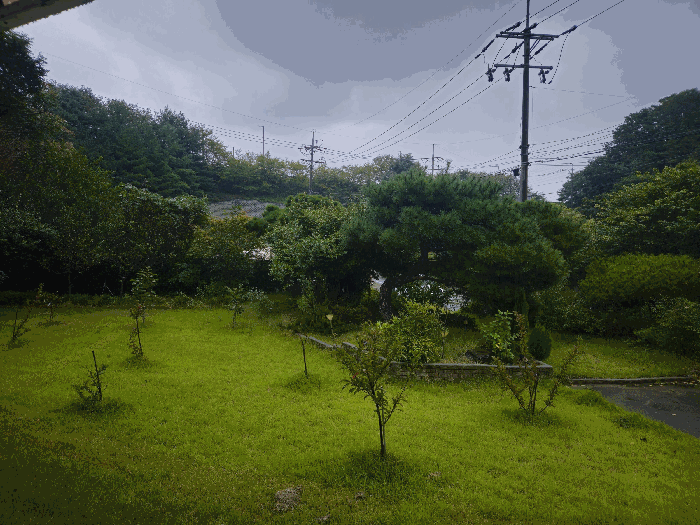 정원수