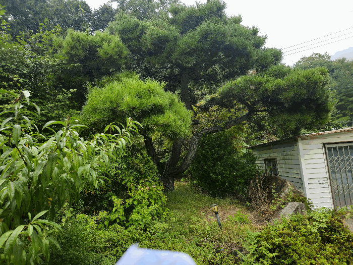 정원수