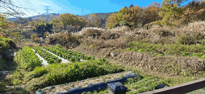 본건 일련번호(3) 전경
