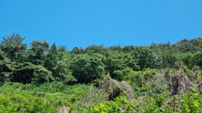 기호 1번(산 65-1) 임야의 모습