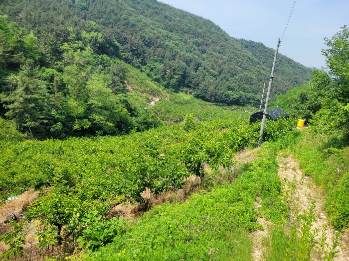 본건 기호(4)