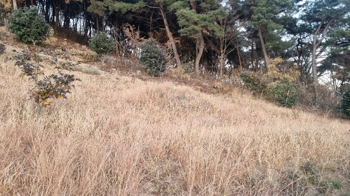 기호(3) 소재 분묘