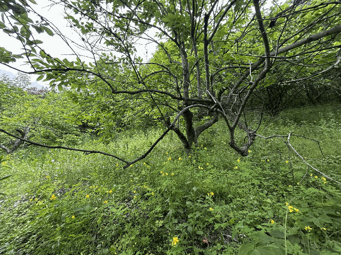 제시외수목 a)