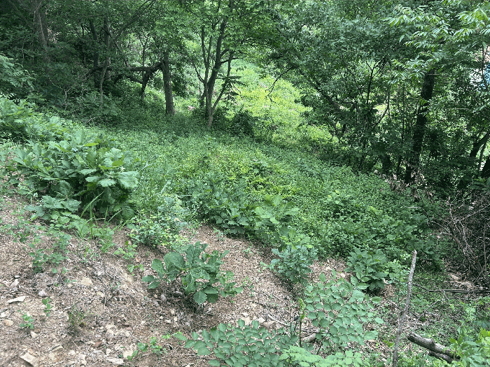 기호 1) 분묘 전경