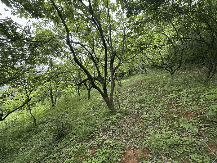 기호 1) 전경