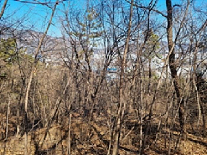 본건 부동산 상단부의 임야