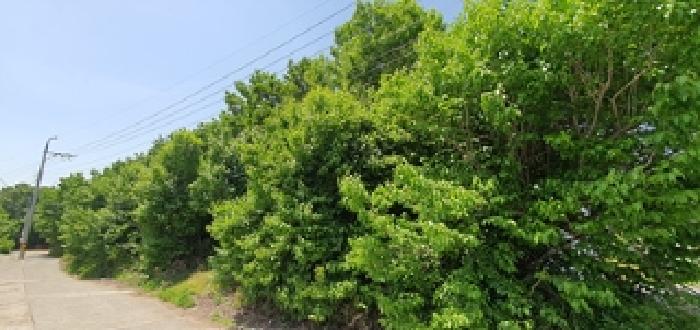 기호1 토지 및 주변 전경