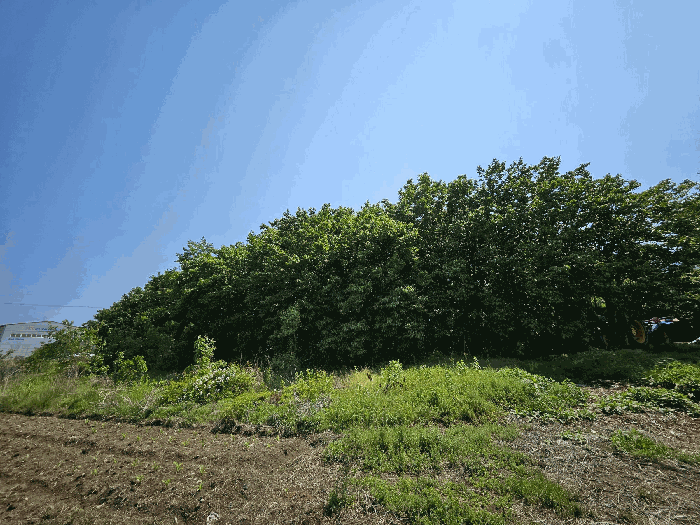기호(1)지상 제시외수목