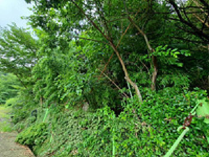 전경 일부