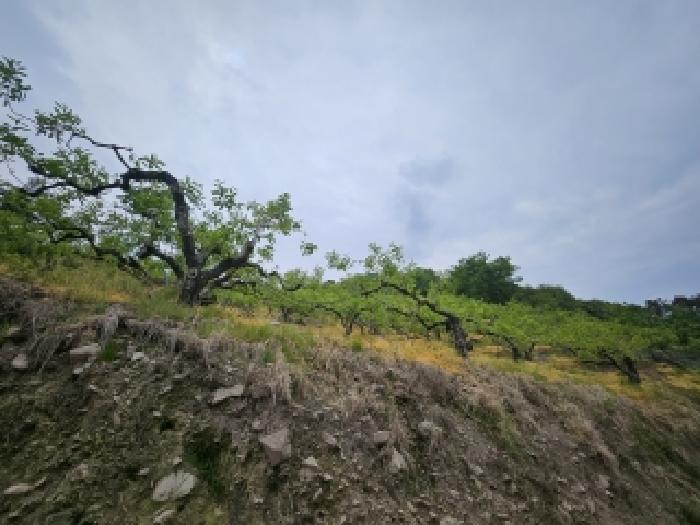 목록1호(270번지), 목록3호(270-2번지) 전경