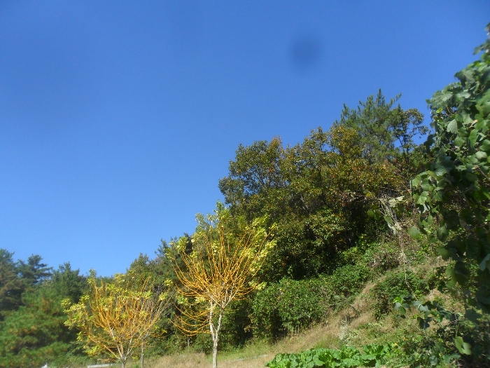 본건전경