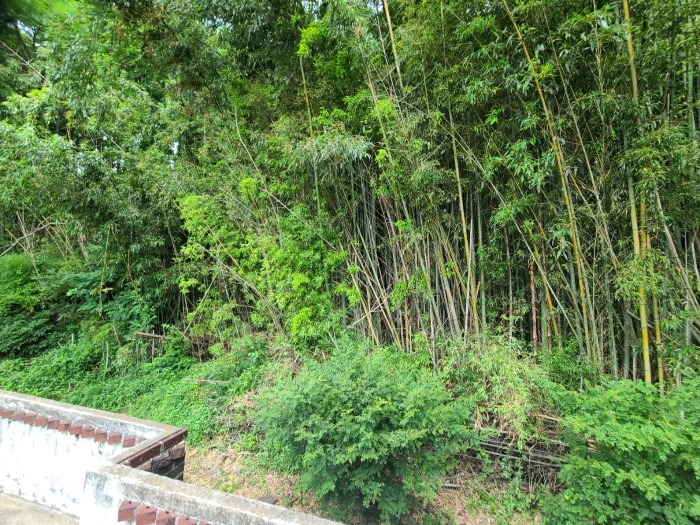 본건 전경
