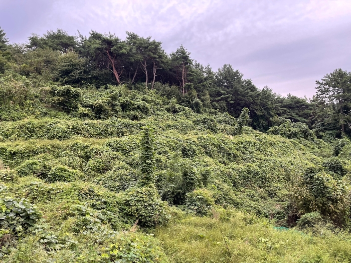 본건 전경