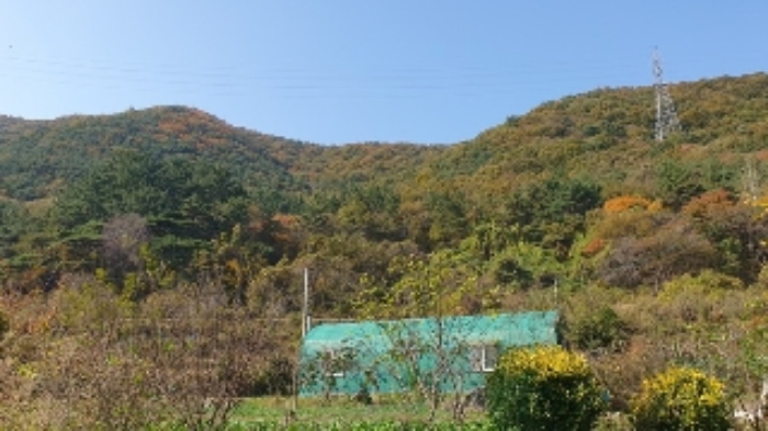 본건6(태봉리 산115-1) 및 주변