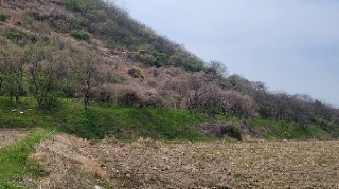 본건 및 주변