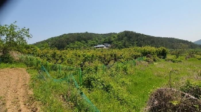 본건 지상의 제시외(과)수목 등