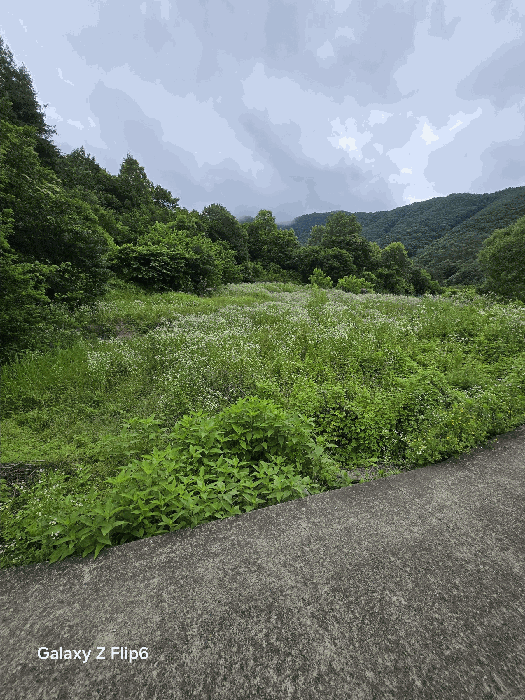 본건의 전경
