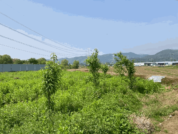 본건 토지 지상위 제시외수목