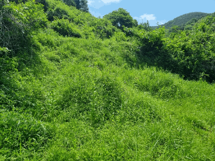 일련번호1) 전경 및 분묘