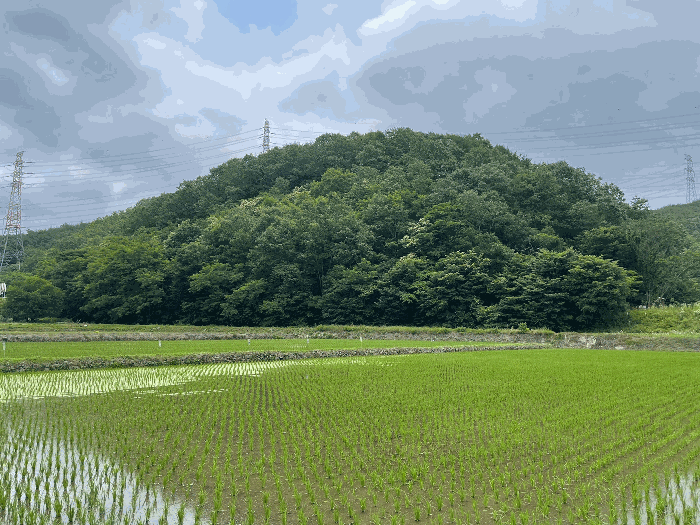 본건 기호 5) 전경