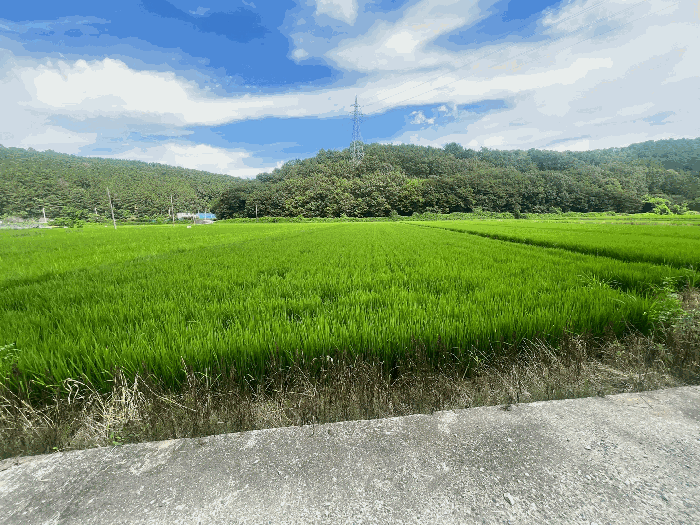 본건 전경